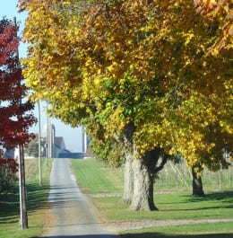 tree lined road